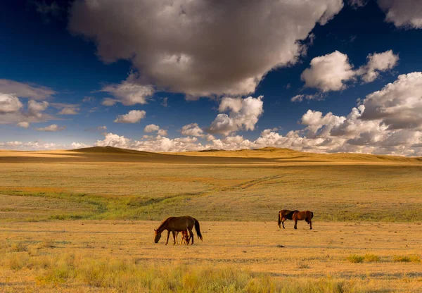 Cavalos Pasto Perto Cidade Almaty Cazaquistão — Fotografia de Stock
