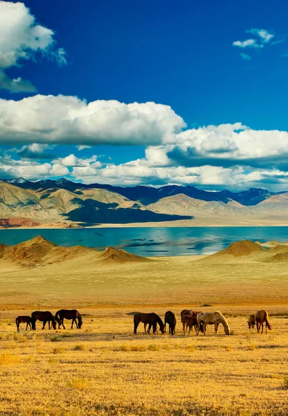 Dağ çayırlarındaki atlar, Kazakistan, Almaty yakınlarındaki yaylalar.