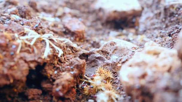 La colonia de hormigas corre por el suelo — Vídeo de stock