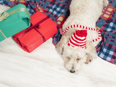 Noel ağacı yakınındaki halı döşeme şirin komik köpek