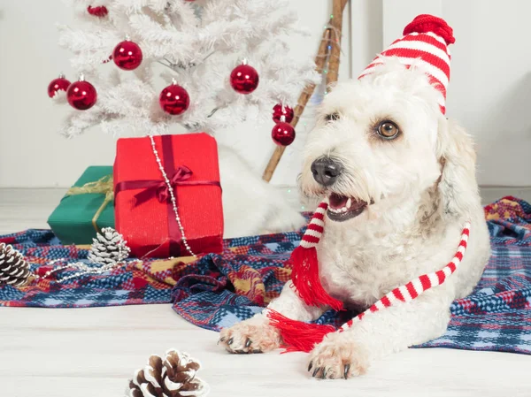 Lindo perro divertido tendido en la alfombra cerca del árbol de Navidad —  Fotos de Stock