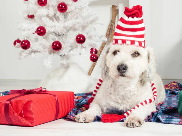 Cão engraçado bonito que coloca no tapete perto da árvore de Natal — Fotografia de Stock