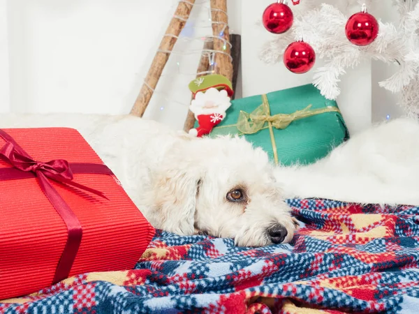 Söt rolig hund handpåläggning matta nära julgran — Stockfoto