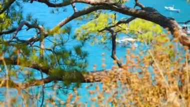 Çam ağaçlarının dalları ile güzel deniz manzaralı