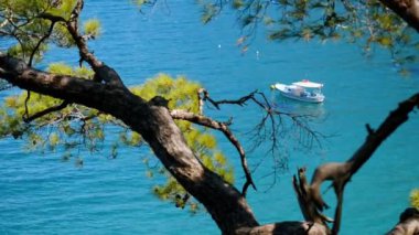 Çam ağaçlarının dalları ile güzel deniz manzaralı