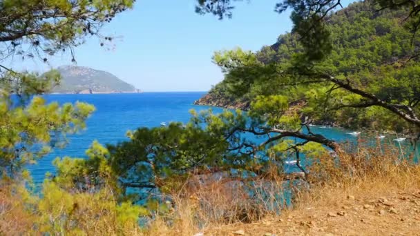 Prachtig uitzicht op zee door de pine bomen takken — Stockvideo