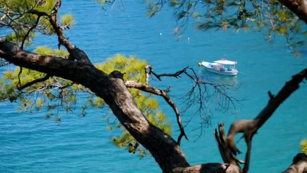 松の木の枝から美しい海の景色 — ストック動画