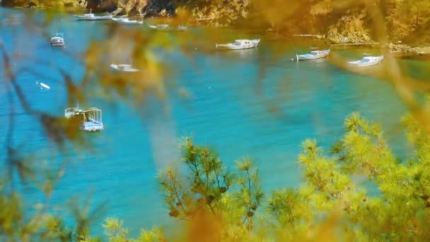 Hermosa vista al mar a través de las ramas de pinos — Vídeos de Stock