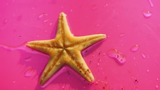 Морские звезды на розовом фоне — стоковое видео