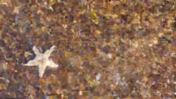 Морська зірка крупним планом подання — стокове відео