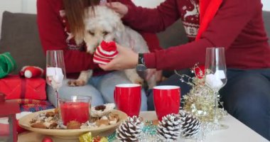 Köpek, tüm Noel ağacının yanında oturan Noel giysileri ile mutlu çift