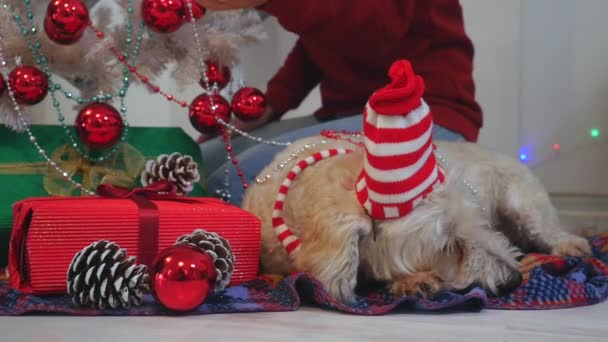 Glückliches Paar Pullovern Mit Hund Weihnachtsmütze Schmückt Weihnachtsbaum Während Hund — Stockvideo