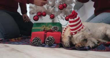 Köpek köpek yanında yerde döşeme sırasında Sunni Noel ağacı süsleme Noel şapka ile kazak, mutlu çift