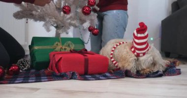 Köpek, tüm Noel ağacının yanında oturan Noel giysileri ile mutlu çift