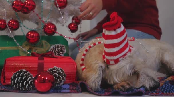 Щаслива пара з собакою, все в різдвяному одязі, що сидить біля ялинки — стокове відео
