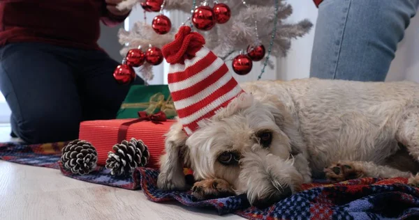 Cão bonito em santa chapéu que coloca perto da árvore de Natal — Fotografia de Stock