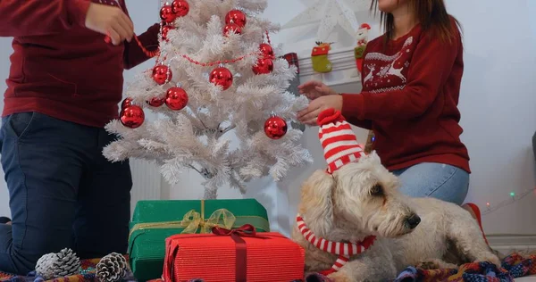 Pies w santa hat r. w pobliżu choinki — Zdjęcie stockowe