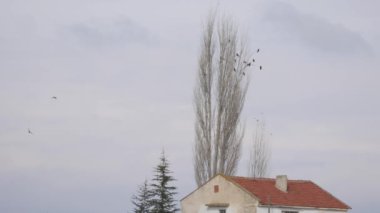 Bir ağaçta oturuyor kargalar sürü