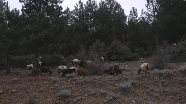Стадо коз в сосновом лесу, Турция — стоковое видео
