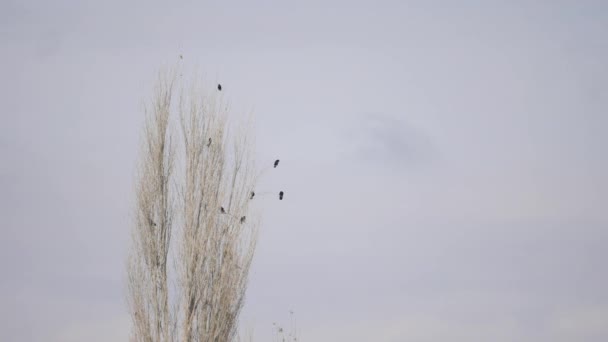 Stormo di corvi seduti su un albero — Video Stock