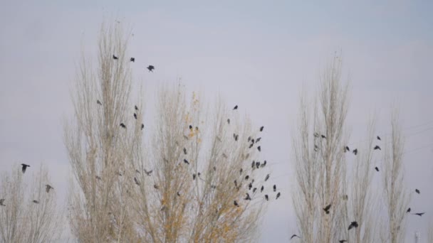 Bandada de cuervos sentados en un árbol — Vídeos de Stock