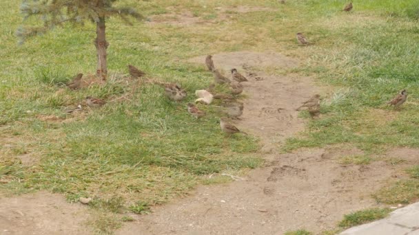 Grupo de gorriones comen pan en el suelo . — Vídeos de Stock