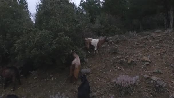 Manada de cabras en el bosque de pinos, Turquía — Vídeo de stock