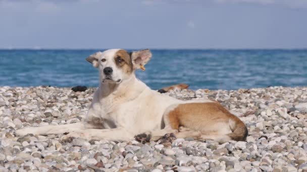 小石のビーチの上に敷設ホームレスの犬 — ストック動画