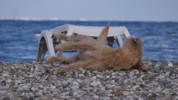 Playful homeless dog laying on the pebble beach — Stock Video