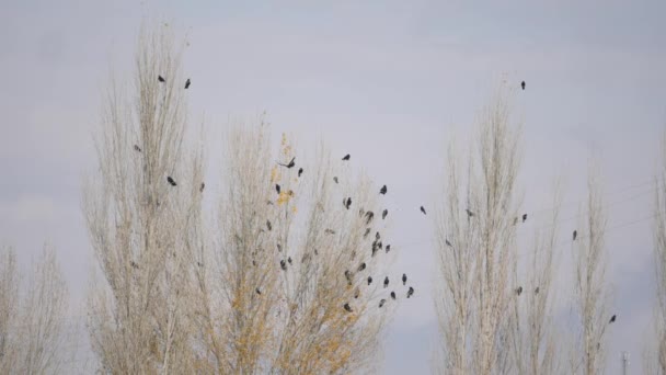 Krähenschwarm Sitzt Auf Einer Herbstpappel — Stockvideo