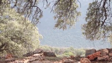 Tres dalları aracılığıyla parlayan güneş ışıkları