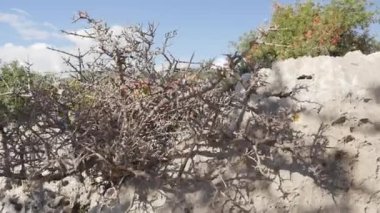 Dikenli Bush üzerinden antik evin görünümü