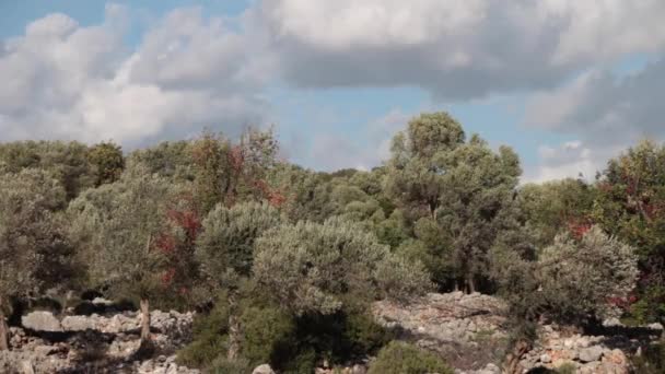Vista del bosque de olivos con nubes en el cielo sobre el fondo — Vídeos de Stock