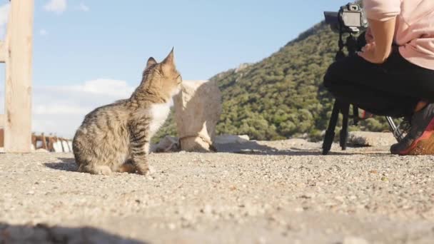 Petit chat sans abri se baignant à la fille avec caméra — Video