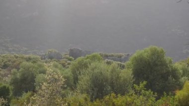 Arka planda antik kale kalıntıları ile zeytin ormanı panoramik