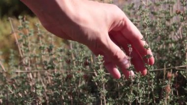 Kadın kekme çiçek toplama