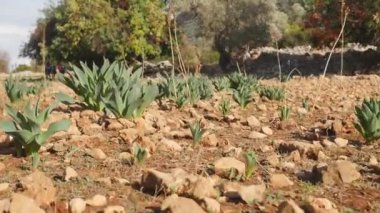 Arka planda antuque taşlar ve zeytin ağaçları ile alan