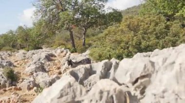 Küçük taşlar ile yol boyunca yürüyüş vahşi keçi