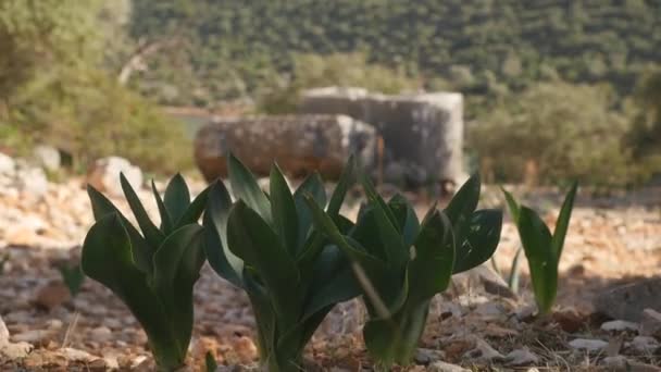 Vue rapprochée d'une crypte brisée dans la forêt au fond d'une forêt — Video