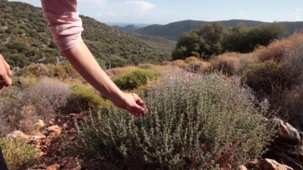 Woman picking thyme flowers — Stock Video