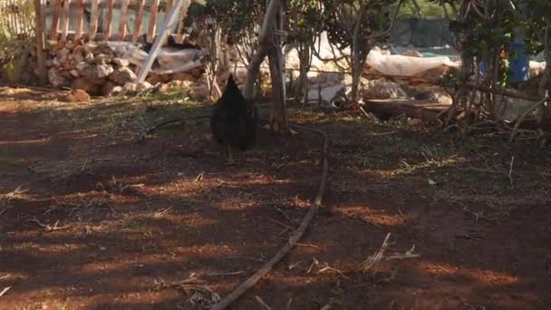 Csirke séta a benyújtott faluban — Stock videók