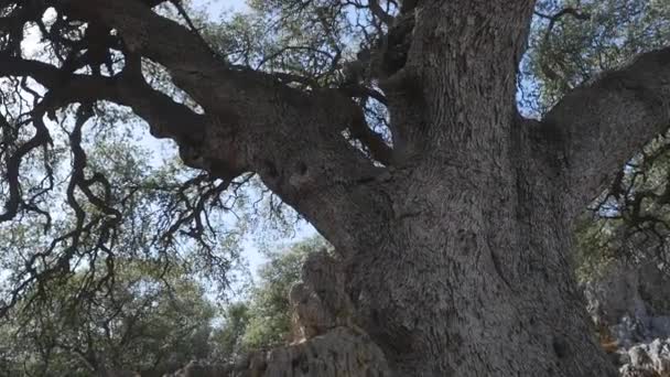 Солнечные лучи светят сквозь ветви большого дерева — стоковое видео