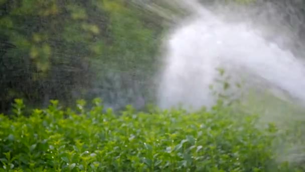 Man som arbetar med bensin Lawn trimmer — Stockvideo