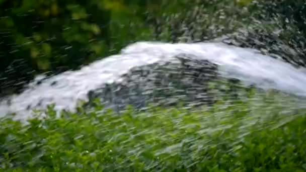 Benzines gyep Trimmer megkezdi a munkát — Stock videók