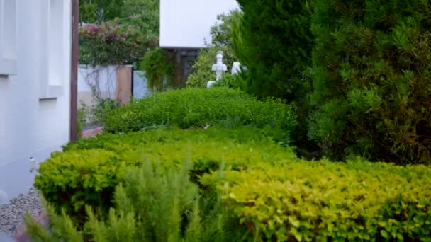 Riego jardín con manguera — Vídeo de stock
