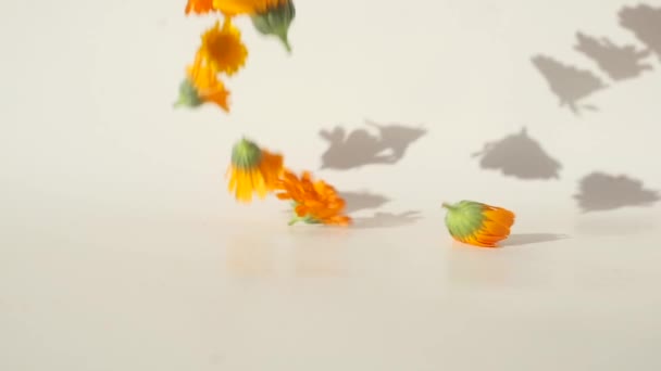 Têtes de Calendula tombant sur la table — Video