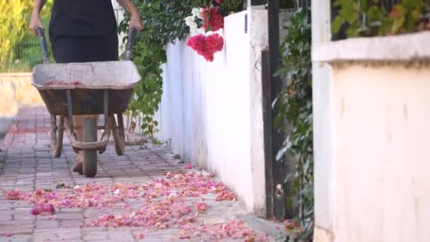 Chica con carretilla llena de flores — Vídeo de stock
