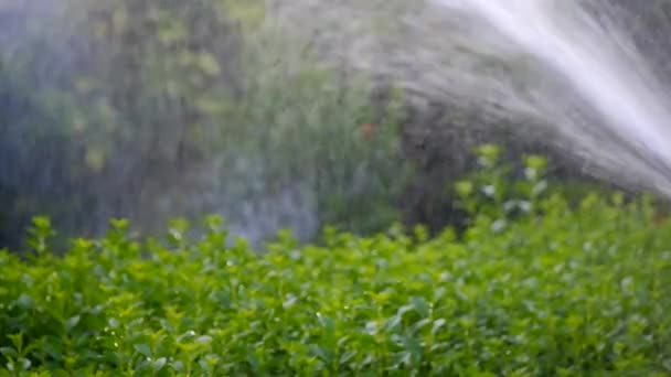 Le tailleur de pelouse d'essence commence à fonctionner — Video