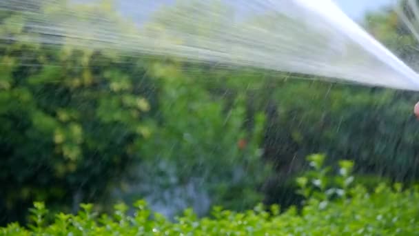 带软管浇水的花园 — 图库视频影像