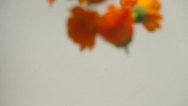 Ringelblumenköpfe fallen auf den Tisch — Stockvideo